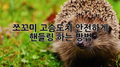 쪼꼬미 고슴도치, 안전하게 핸들링 하는 방법